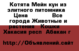 Котята Мейн-кун из элитного питомника › Цена ­ 20 000 - Все города Животные и растения » Кошки   . Хакасия респ.,Абакан г.